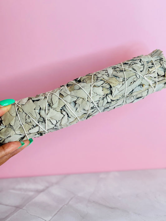 XXL White Sage (8-9 Inch)