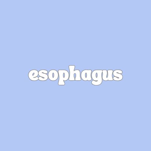 Esophagus